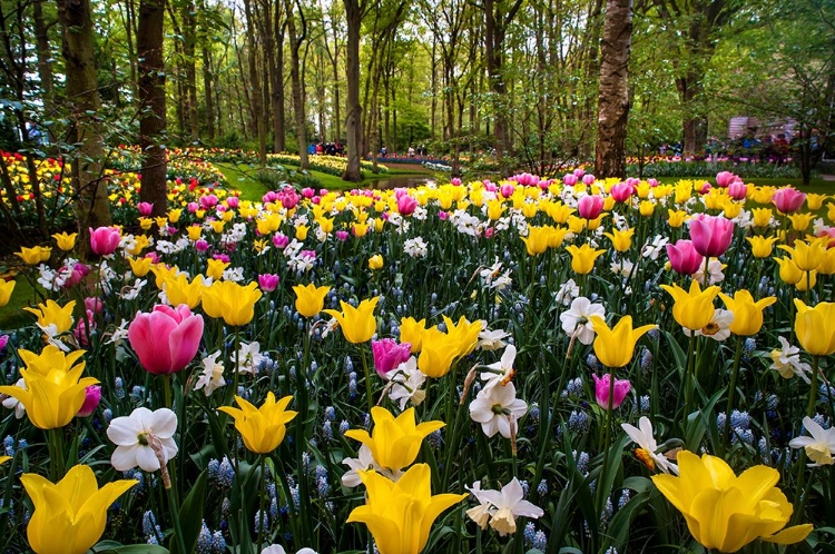 Picture of COLORFUL CORNER KEUKENHOF TULIPS GARDEN 2