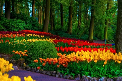 Picture of COLORFUL CORNER KEUKENHOF TULIPS GARDEN 3