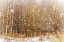 Picture of FIRST SNOWFLAKES