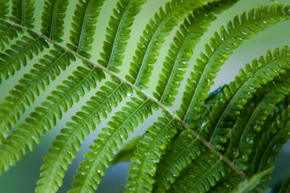 Picture of HEALING ART FERN LEAF AFTER RAIN