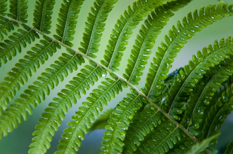 Picture of HEALING ART FERN LEAF AFTER RAIN