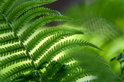 Picture of HEALING ART FERN LEAF