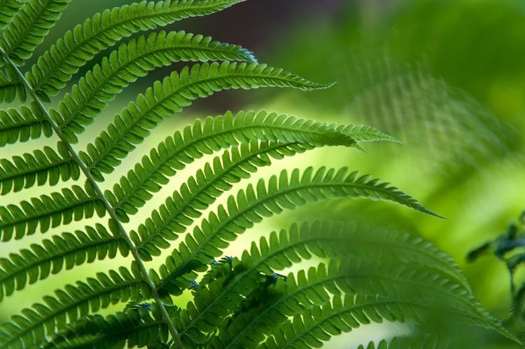 Picture of HEALING ART FERN LEAF