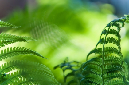 Picture of HEALING ART FERN LEAVES