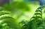Picture of HEALING ART FERN LEAVES