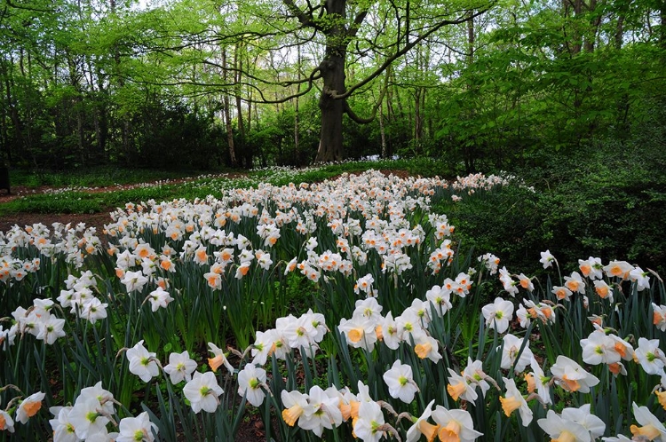 Picture of KEUKENHOF BOTANICAL DAFFODILS GARDEN