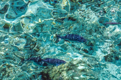 Picture of MALDIVES FISHES IN THE CLEAR WATER 1