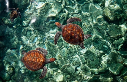 Picture of SEA TURTLES IN CRYSTAL WATER
