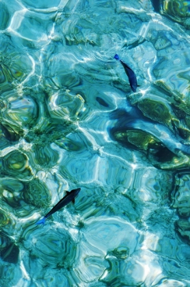 Picture of MALDIVES FISHES IN THE CLEAR WATER 2
