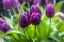 Picture of PURPLE TULIPS IN RAIN