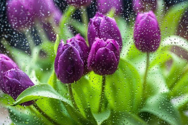 Picture of PURPLE TULIPS IN RAIN