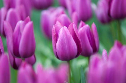 Picture of PURPLE TULIPS OF KEUKENHOF