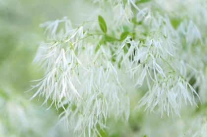 Picture of WHITE FRINGETREE