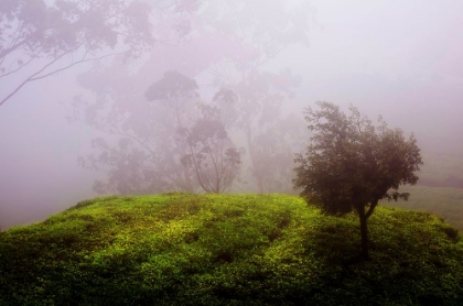 Picture of GHOST TREE IN THE HAUNTED FOREST