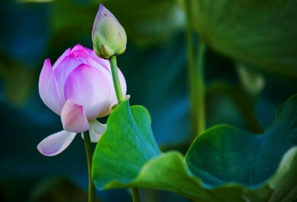 Picture of GRACEFUL LOTUS