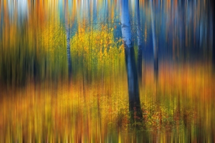 Picture of IN THE GOLDEN WOODS IMPRESSIONISM