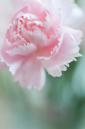 Picture of MACRO OF PINK CARNATION