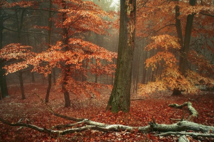 Picture of MAGIC OF FALL WOODS