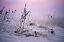 Picture of MAGIC WINTER MOMENTS 1