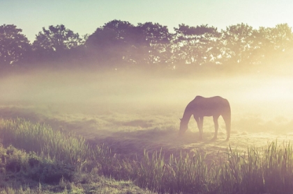 Picture of MISTY MORNING ON THE DUTCH FIELD