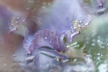 Picture of MORNING DIAMONDS IRIS MACRO 1