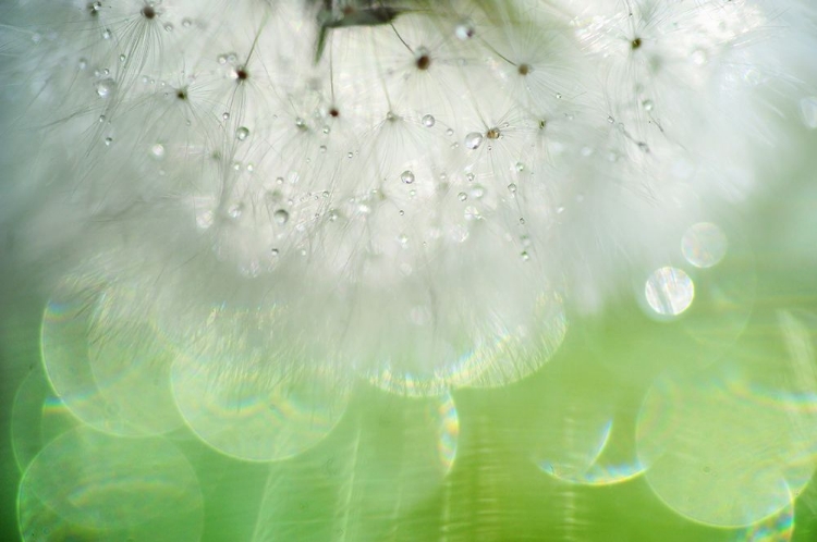 Picture of MR DANDELION INNER LIGHT