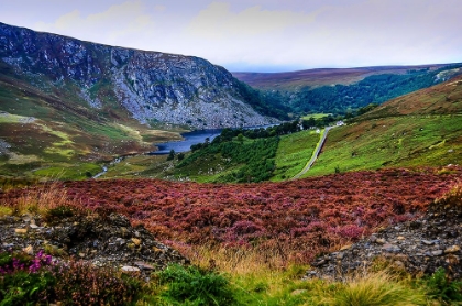 Picture of MULTICOLORED CARPET OF WICKLOW HILLS