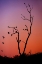 Picture of MYSTERIOUS SUNSET