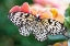 Picture of PAPER KITE TROPICAL BUTTERFLY 1