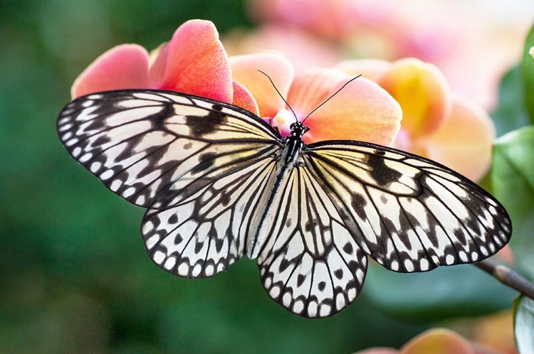 Picture of PAPER KITE TROPICAL BUTTERFLY 1