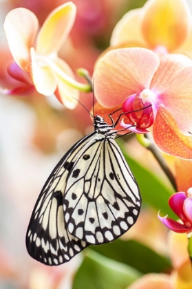 Picture of PAPER KITE TROPICAL BUTTERFLY 2