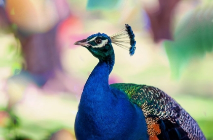 Picture of PEACOCK BIRD OF PARADISE