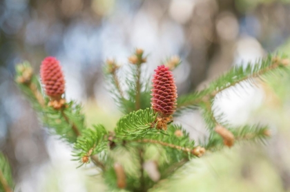 Picture of PINE CONES IN SPRING TIME