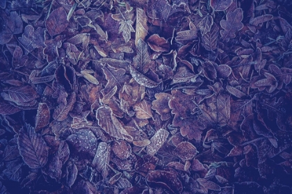 Picture of PURPLE CARPET OF FROZEN LEAVES
