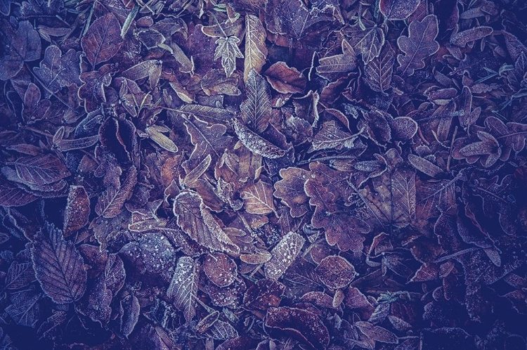 Picture of PURPLE CARPET OF FROZEN LEAVES