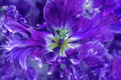Picture of PURPLE MYSTERIOUS PARROT TULIP