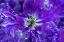Picture of PURPLE MYSTERIOUS PARROT TULIP