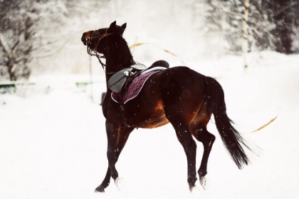 Picture of RACE IN THE SNOW