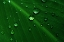 Picture of RAIN DROPS ON GREEN LEAF MACRO