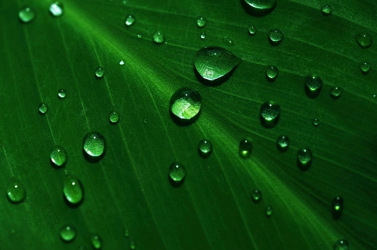 Picture of RAIN DROPS ON GREEN LEAF MACRO