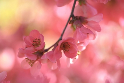 Picture of SENSUAL TOUCH OF SPRING