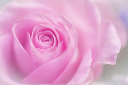 Picture of SERIES PINK TEMPTATION PINK ROSE