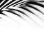 Picture of SHADOW PALM LEAF