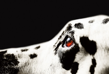 Picture of THE AMBER EYE OF DALMATIAN DOG