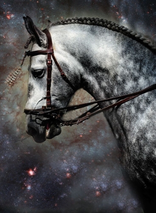 Picture of THE HORSE AMONG THE STARS