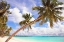 Picture of WHISPERING PALMS
