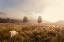 Picture of DREAMY FIELDS