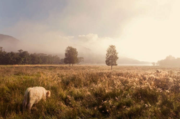 Picture of DREAMY FIELDS