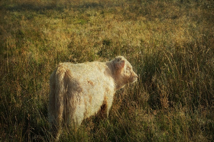 Picture of FURRY BABY OF HIGHLAND COW