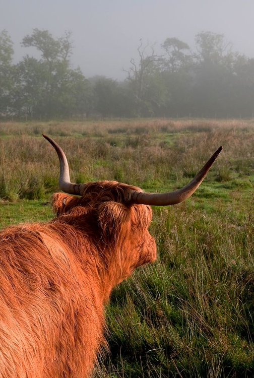 Picture of HIGHLAND COW